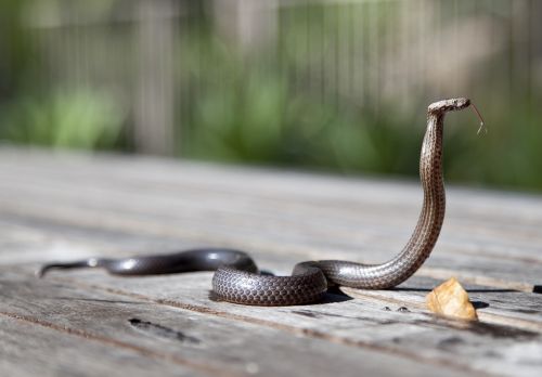 animal close-up cobra