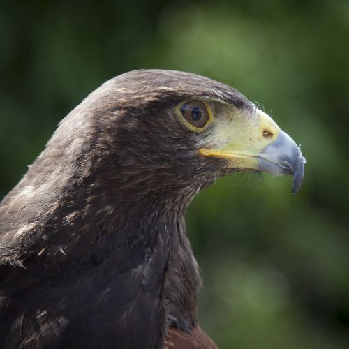 animal animal photography bird