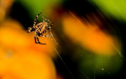 animal cobweb insect