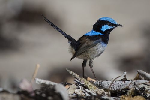 animal animal photography bird