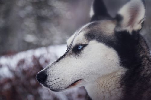 animal close-up dog