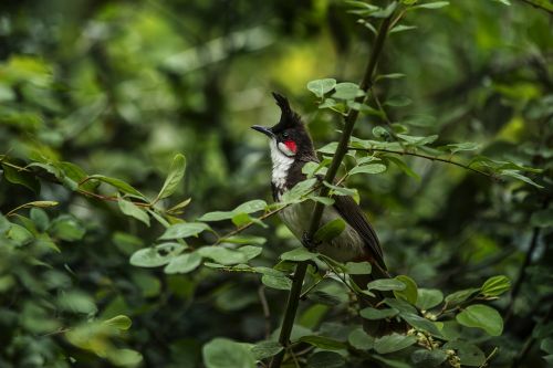 animal bird outdoors