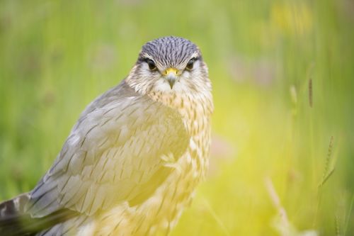 animal animal photography bird