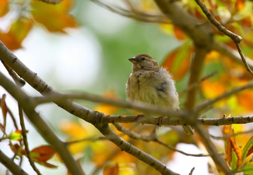 animal animal photography bird