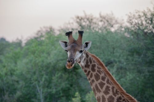 animal animal photography close-up