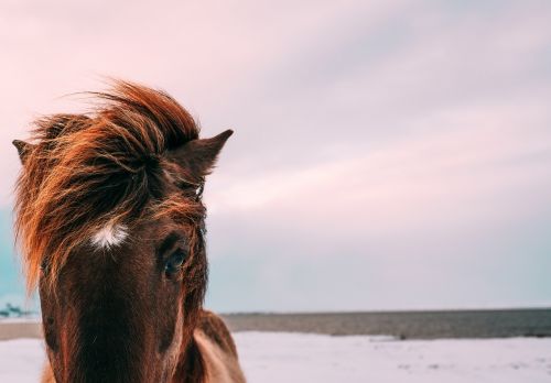 animal animal photography close-up