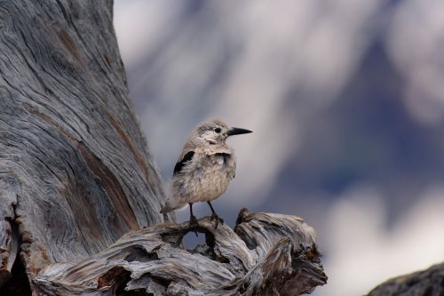 animal animal photography bird