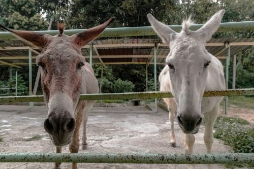 animal close-up donkeys