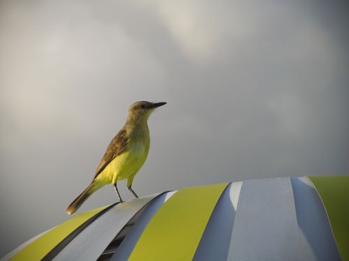 animal bird cloudy