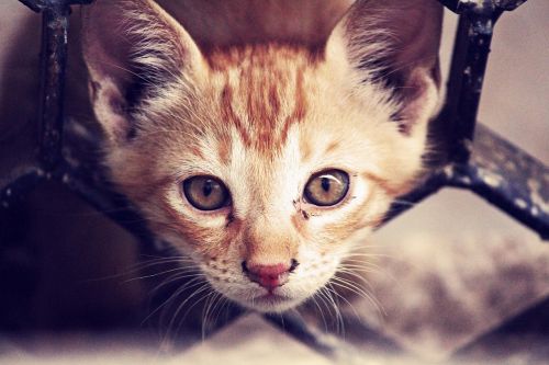 animal cat close-up