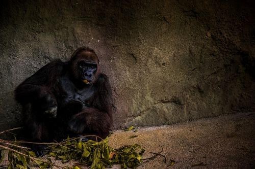 animal animal photography ape