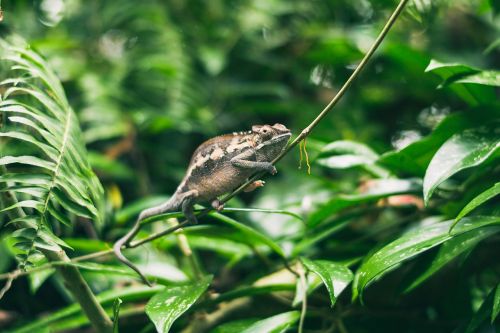 animal animal photography chameleon