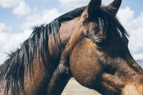 animal close-up horse