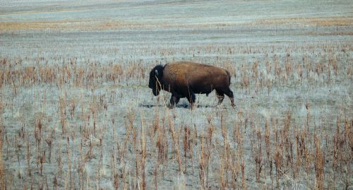 animal animal photography bison