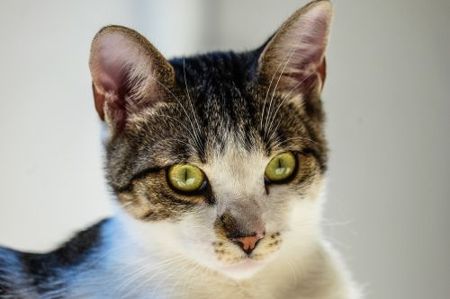 animal cat close-up