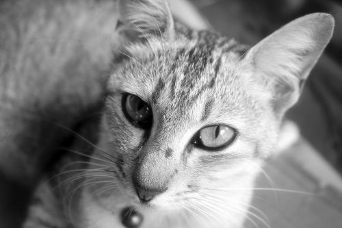 animal animal photography cat