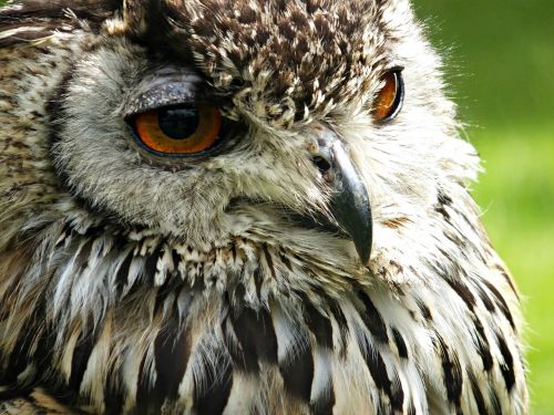 animal bird close-up