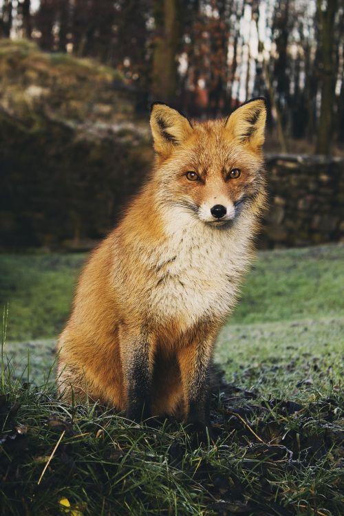 animal animal photography fox
