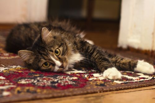 animal animal photography carpet