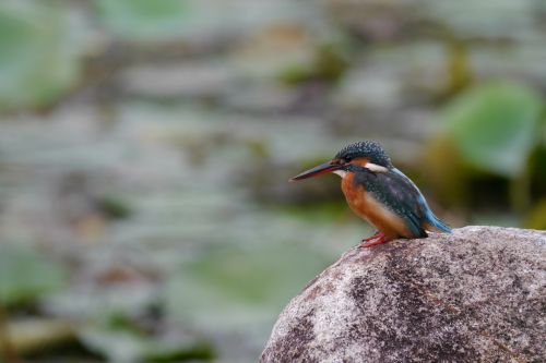 animal animal photography bird