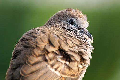 animal animal photography bird