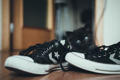 animal cat cute