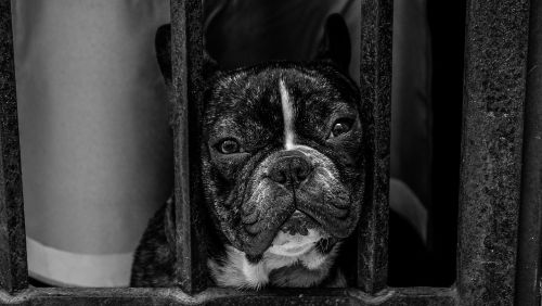 animal animal photography bulldog