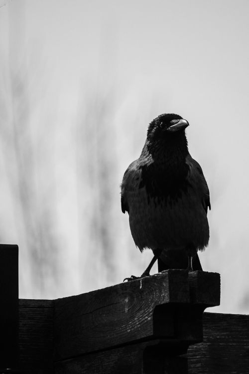 animal bird crow