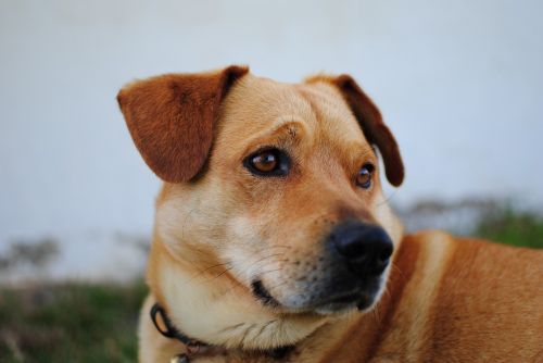 animal canine close-up