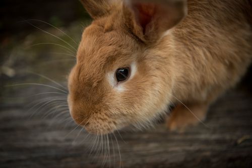 animal bunny close-up