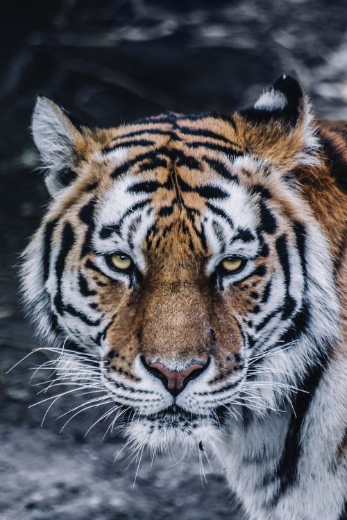 animal big cat close-up