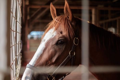 animal barn domestic animal