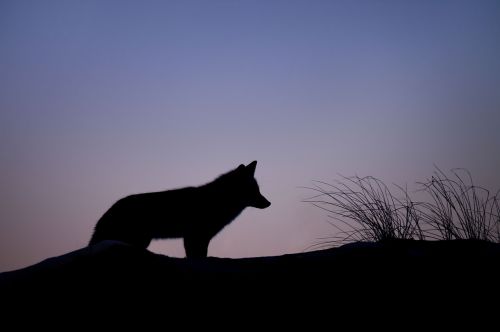 animal canine dawn