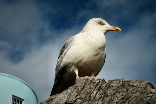 animal bird gull
