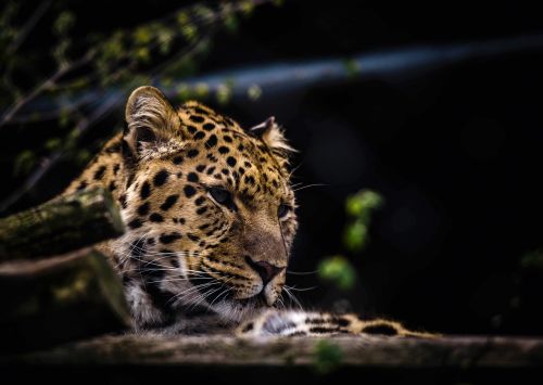 animal animal photography big cat