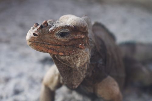 animal close-up lizard