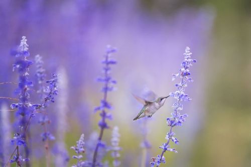 animal bird bloom