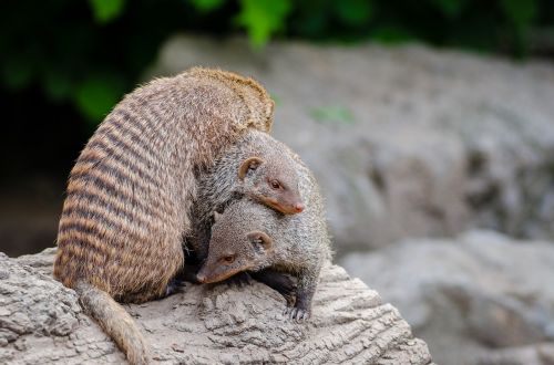 animal macro mongoose