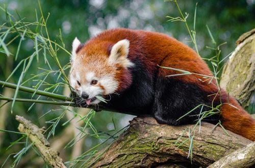 animal cute red panda