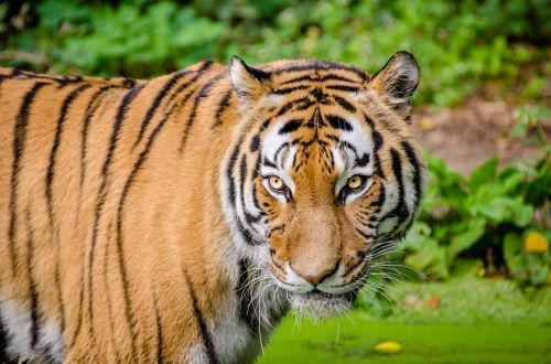 animal big cat tiger
