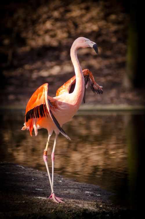 animal bird feathers