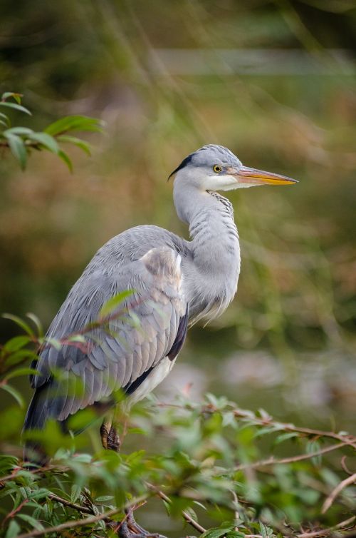 animal avian beak