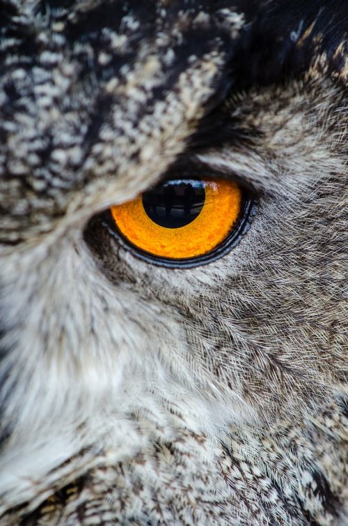 animal bird close-up