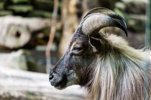 animal close-up goat