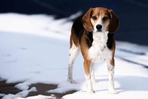 animal beagle breed