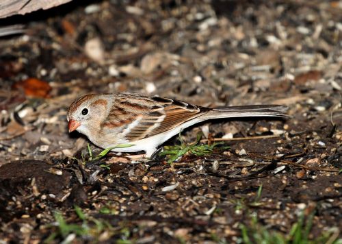 animal avian bird