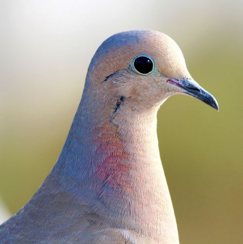 animal avian beak