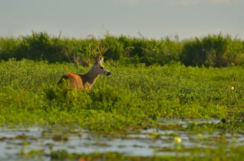 animal antlers deer