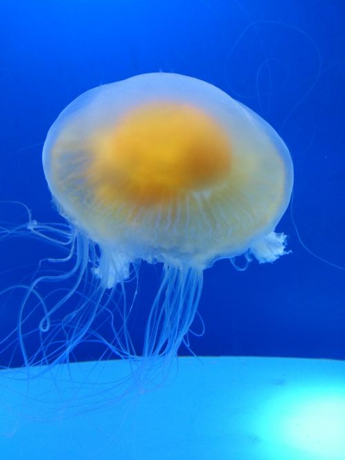 animal jellyfish water