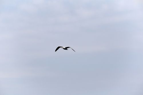 animal bird flying